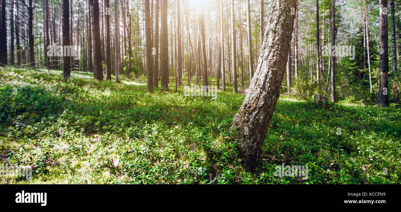 Plants ecology hi-res stock photography and images - Alamy