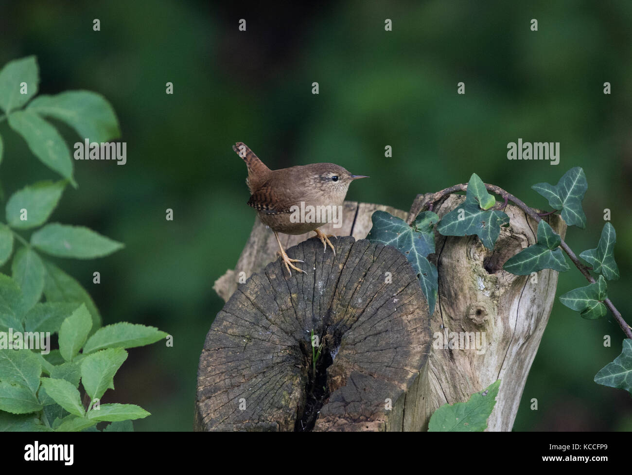 And ivy wren