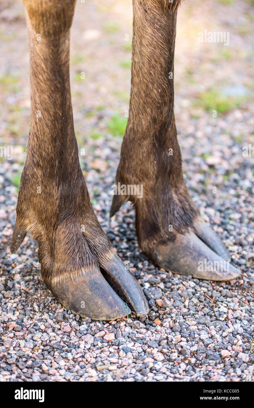 Split Hoof High Resolution Stock Photography And Images Alamy