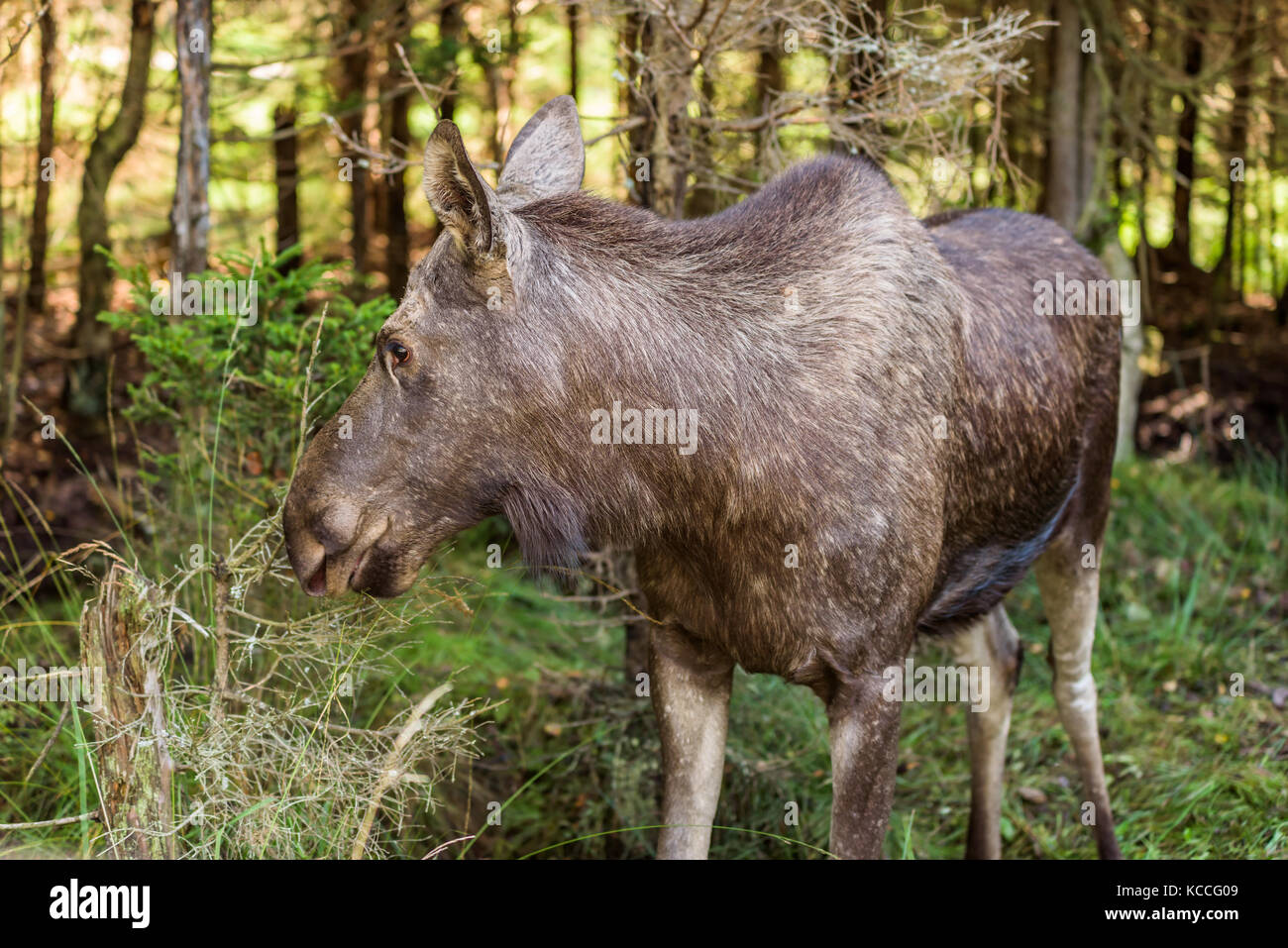 Young moose (Alces alces) standing in dense spruce forest. Stock Photo