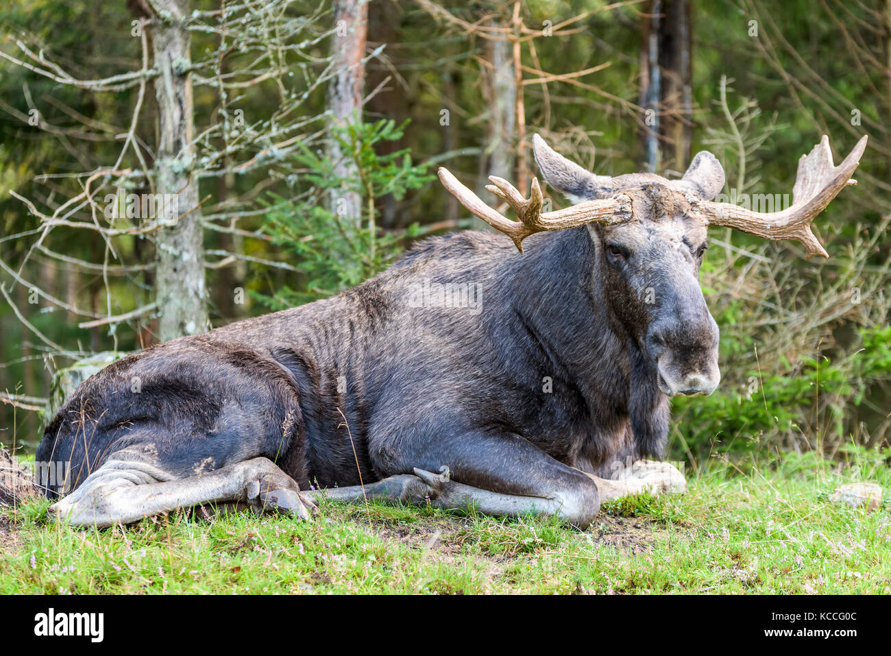 Moose Lying Down High Resolution Stock Photography and Images Alamy
