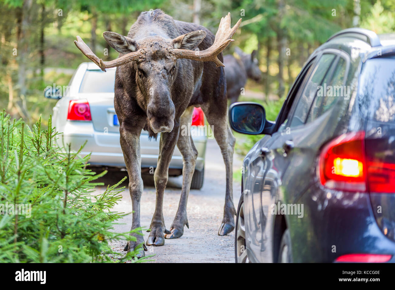 Male Moose Compared To Car