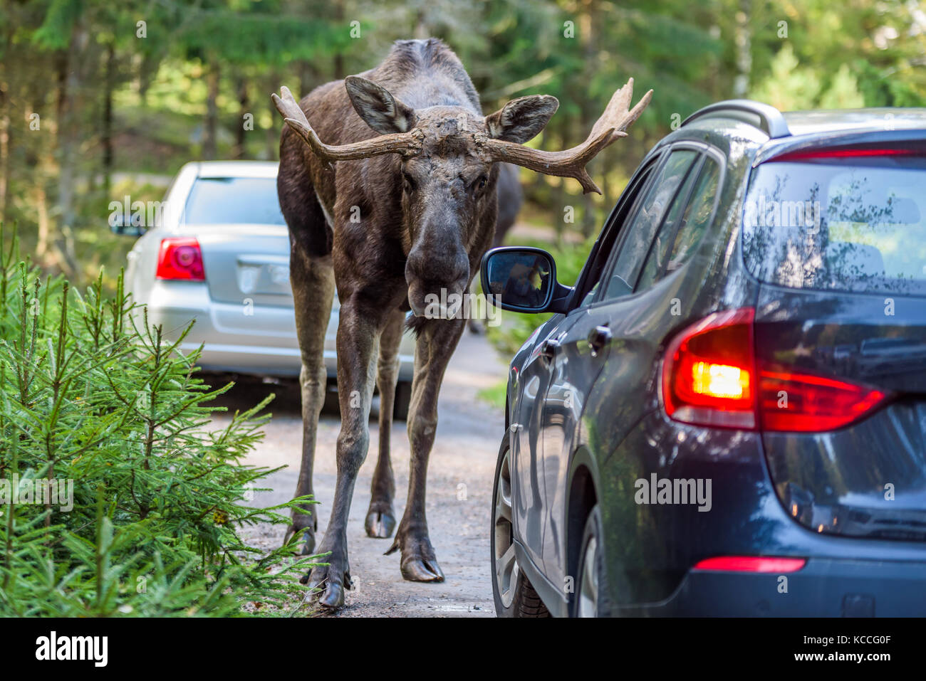 Giant Moose On Road