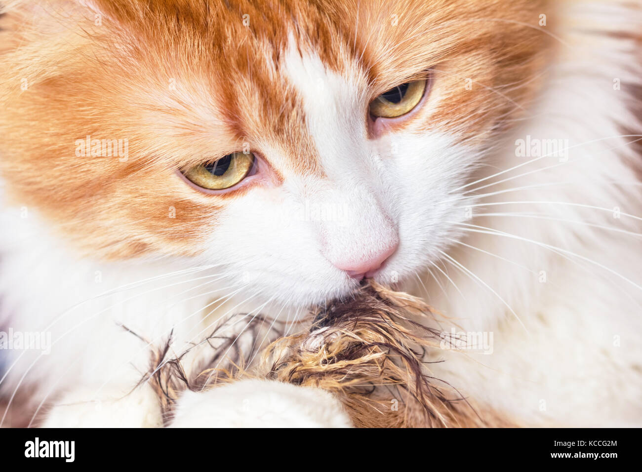 Pretty portrait of red cat with fur toy Stock Photo