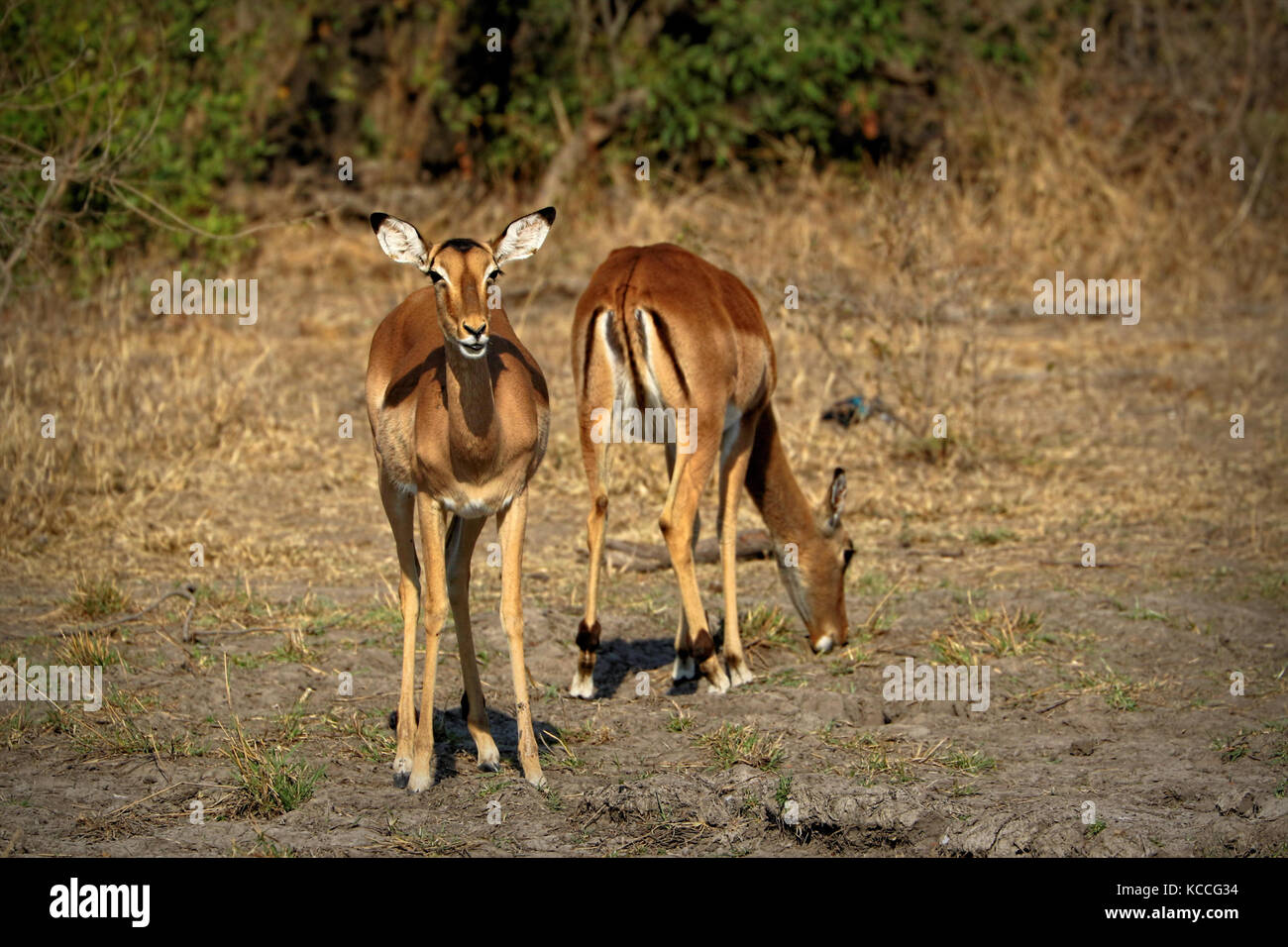 Antelopes (Impala) in the Kruger National Park, South Africa Stock Photo