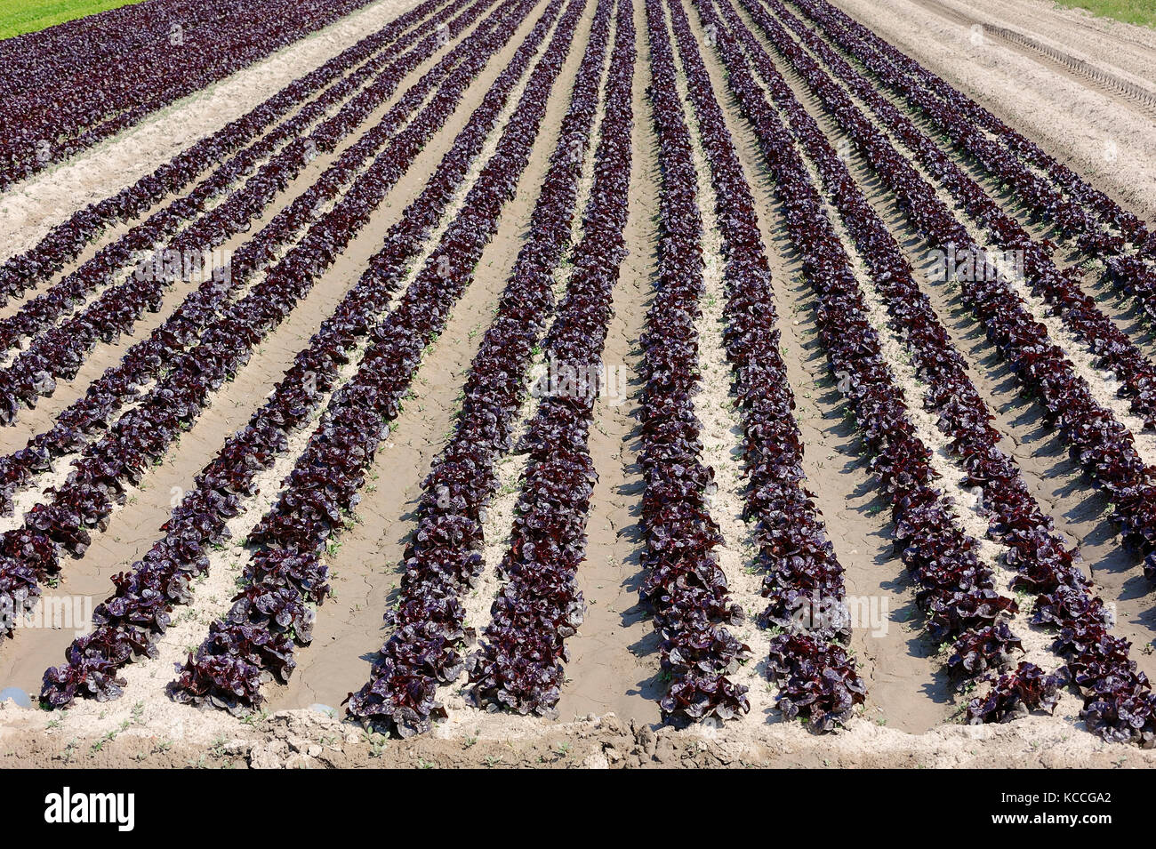 Field with Lollo Rosso lettuce, Provence, Southern France / (Lactuca sativa var. crispa) | Feld mit Lollo Rosso Salat, Provence, Suedfrankreich Stock Photo