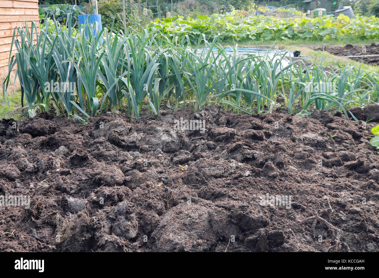 autumn manure ready to be dug in on an allotment Stock Photo Alamy