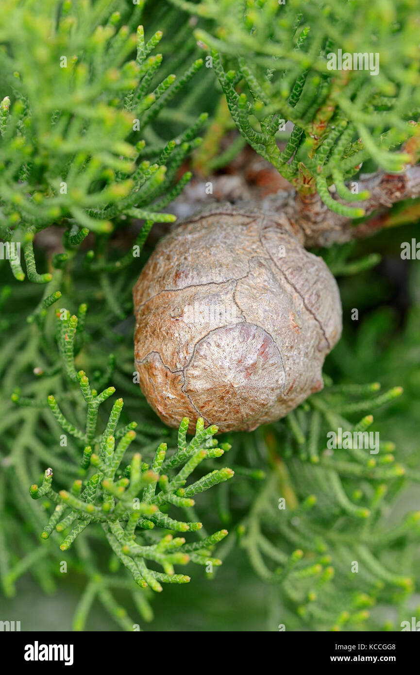 Italian Cypress, cone, Provence, Southern France / (Cupressus sempervirens) | Mittelmeerzypresse, Zapfen, Provence, Suedfrankreich Stock Photo