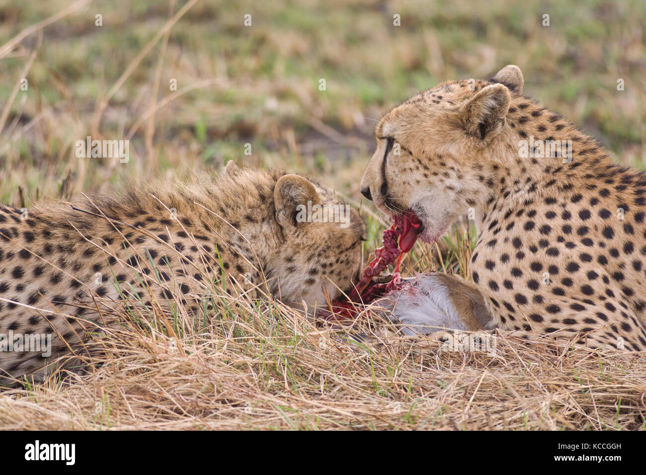 Cheetah (Acinonyx jubatus) eating baby gazelle prey, Masai Mara National  Game Park Reserve, Kenya, East Africa Stock Photo - Alamy