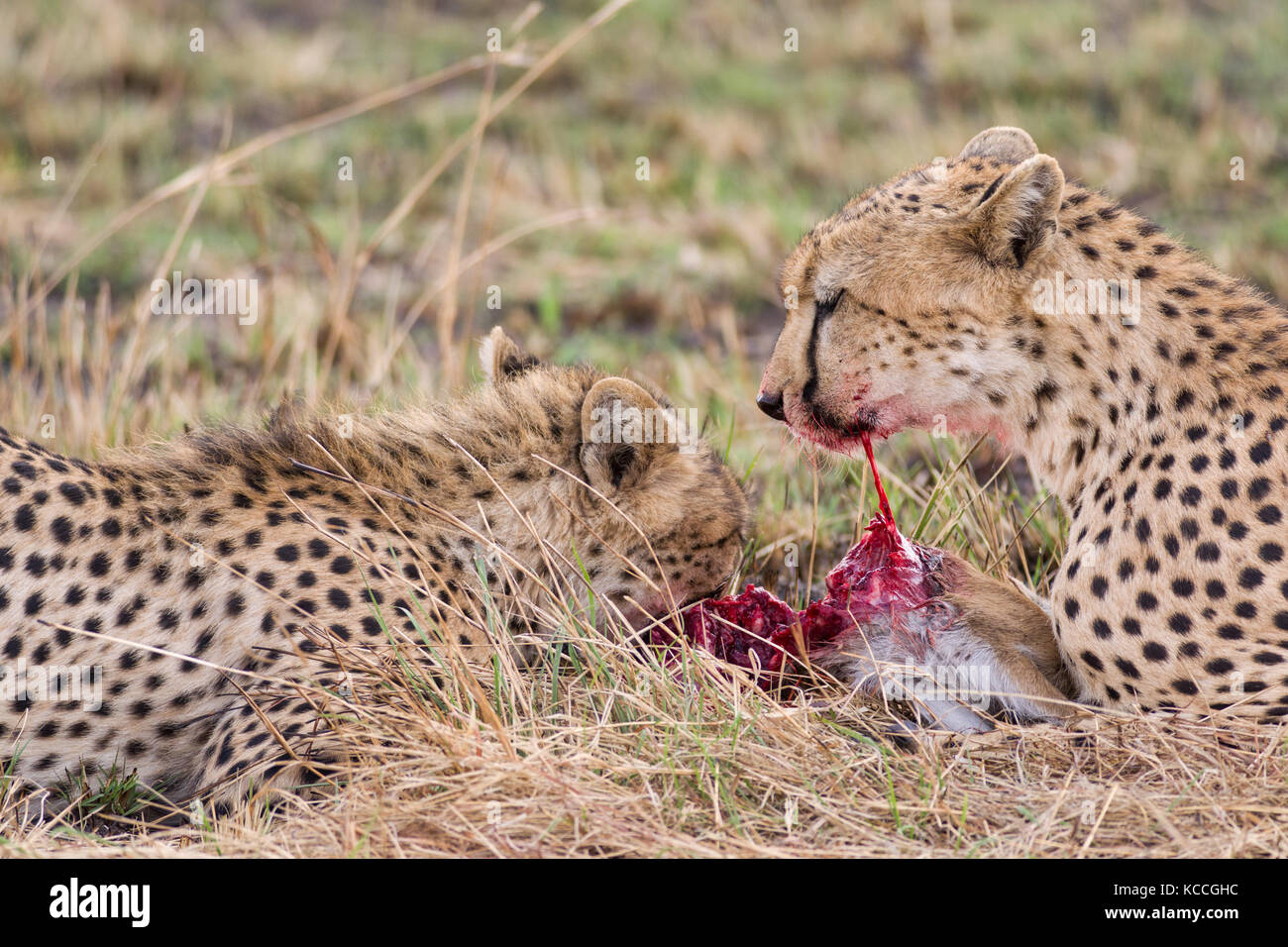 Cheetah (Acinonyx jubatus) eating baby gazelle prey, Masai Mara National  Game Park Reserve, Kenya, East Africa Stock Photo - Alamy