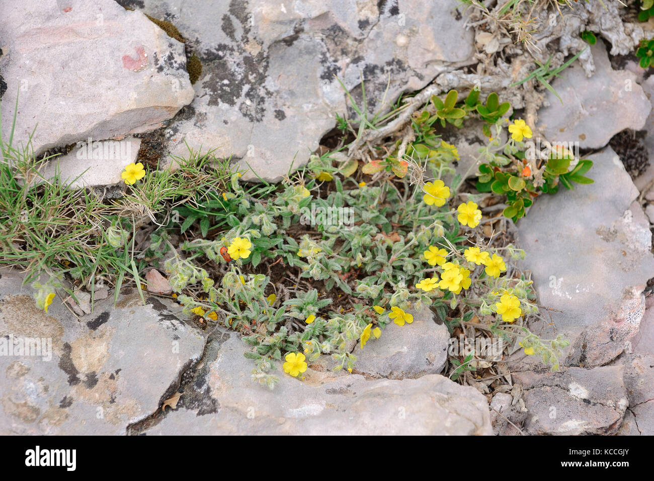 Hoary Rock-Rose, Provence, Southern France / (Helianthemum canum) | Graues Sonnenroeschen, Provence, Suedfrankreich Stock Photo