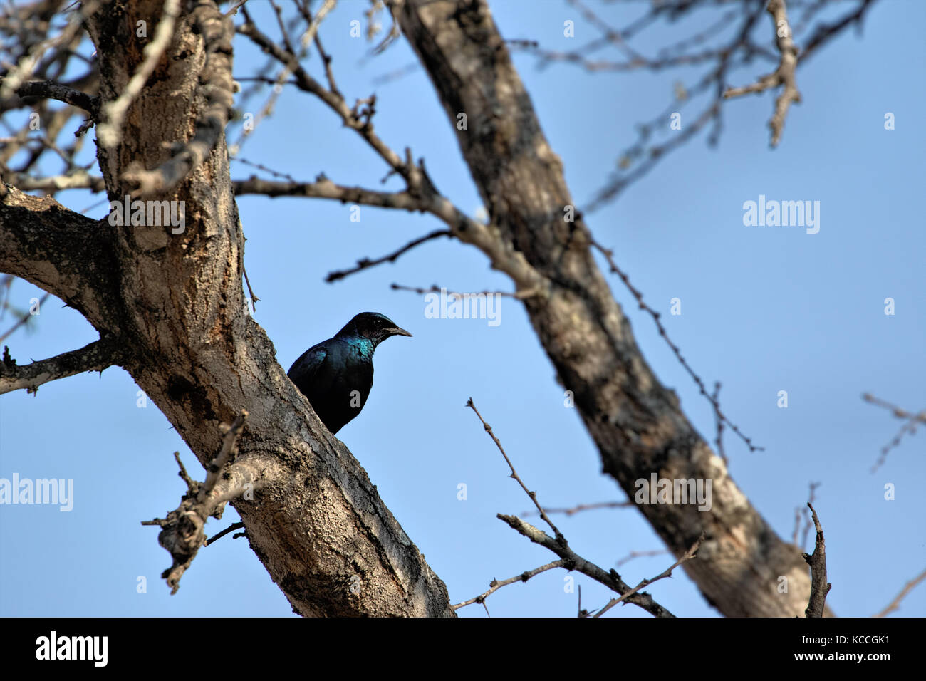 Blue bird glossy cape starling (lamprotornis nitens), South Africa Stock Photo