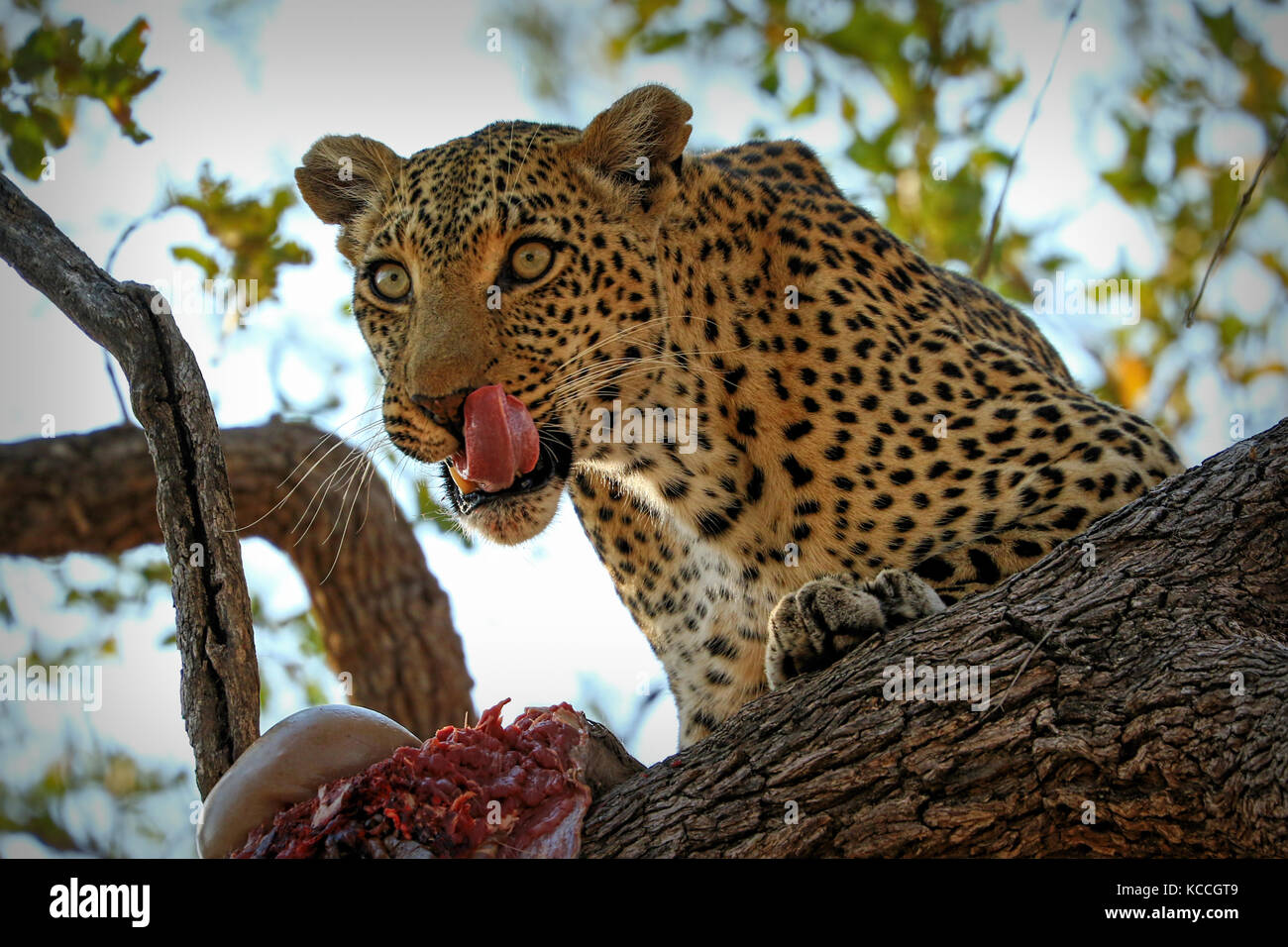 A leopard eating an antelope on a tree, Kruger National Park, South Africa Stock Photo