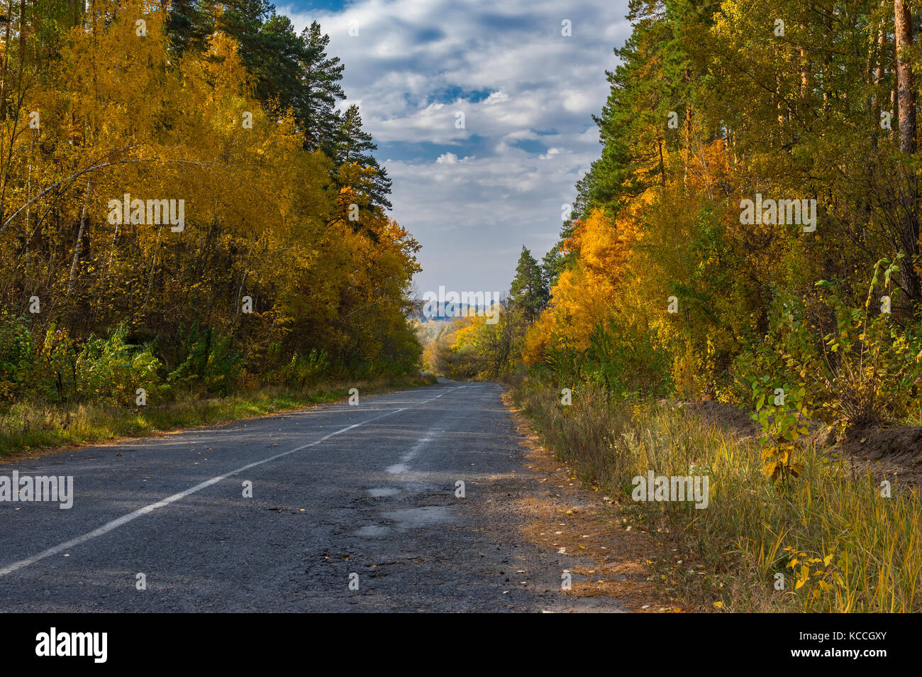 Road through maple forest hi-res stock photography and images - Alamy
