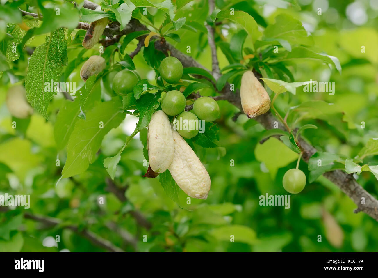 Yellow Plum, twig with Pocket Plum Galls and unripe fruits / (Prunus domestica var. syriaca), (Taphrina pruni) | Mirabelle, Zweig mit Narrentaschen Stock Photo