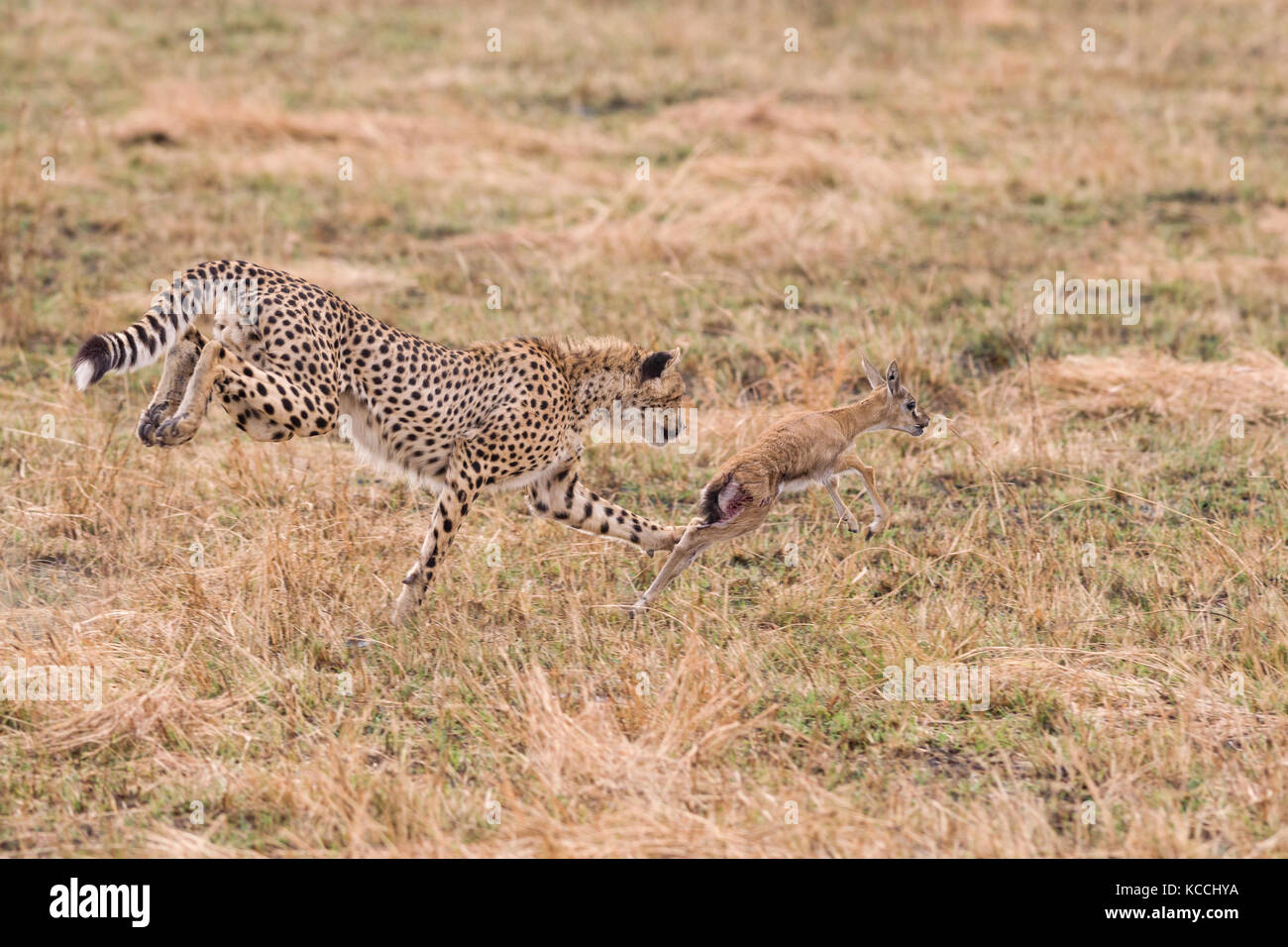 Cheetah (Acinonyx jubatus) chasing baby gazelle, Masai Mara National Game Park Reserve, Kenya, East Africa Stock Photo