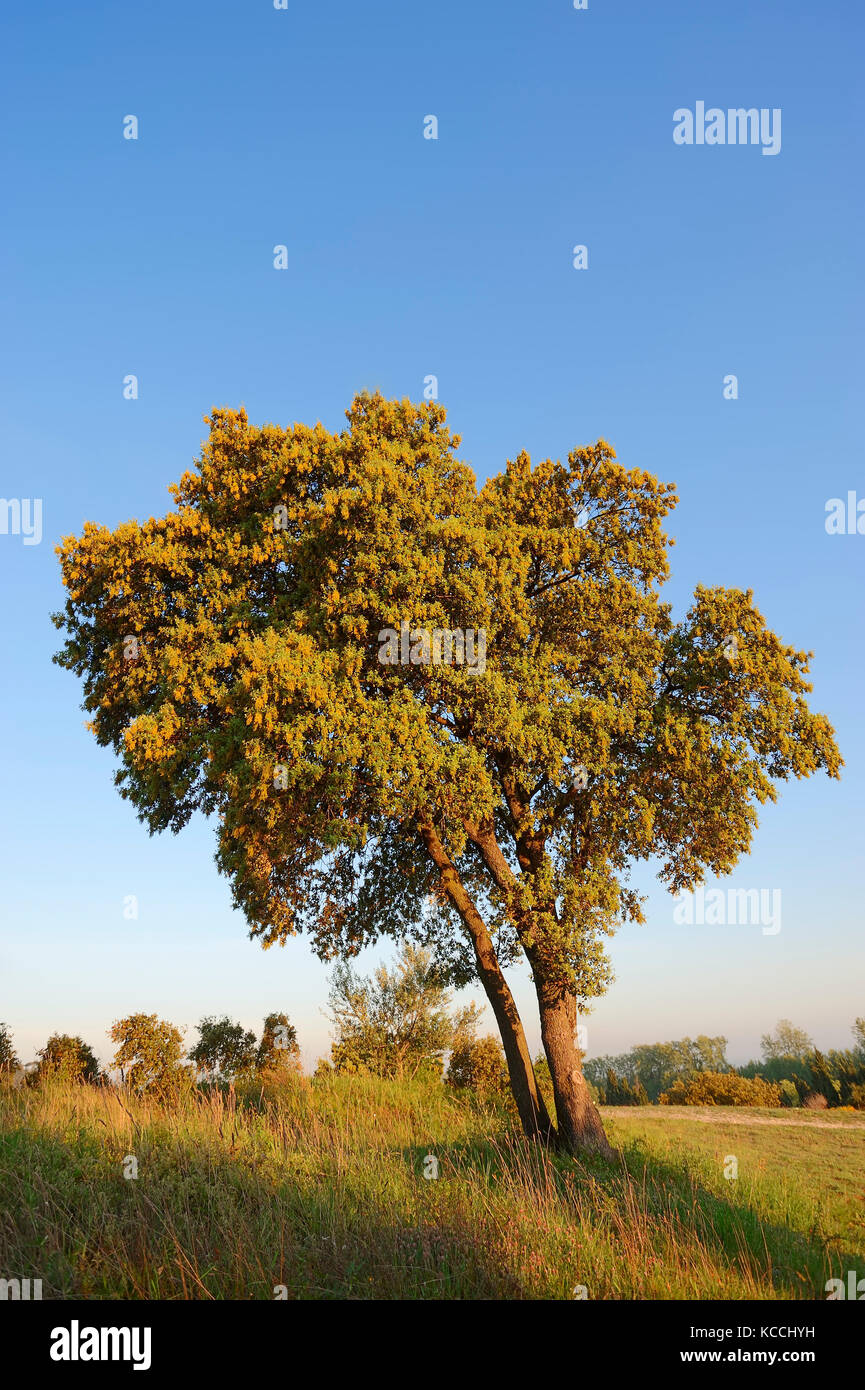 Kermes Oak, Provence, Southern France / (Quercus coccifera, Quercus pseudococcifera) | Kermes-Eiche, Provence, Suedfrankreich Stock Photo