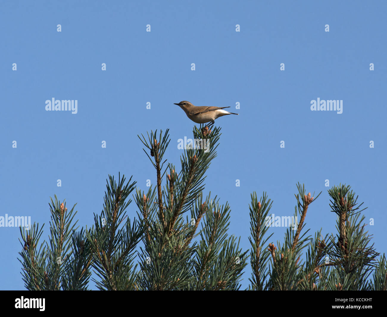 Wheatear, Oenanthe oenanthe, female, perched on conifer against a plain blue sky in Arne, Dorset, UK Stock Photo
