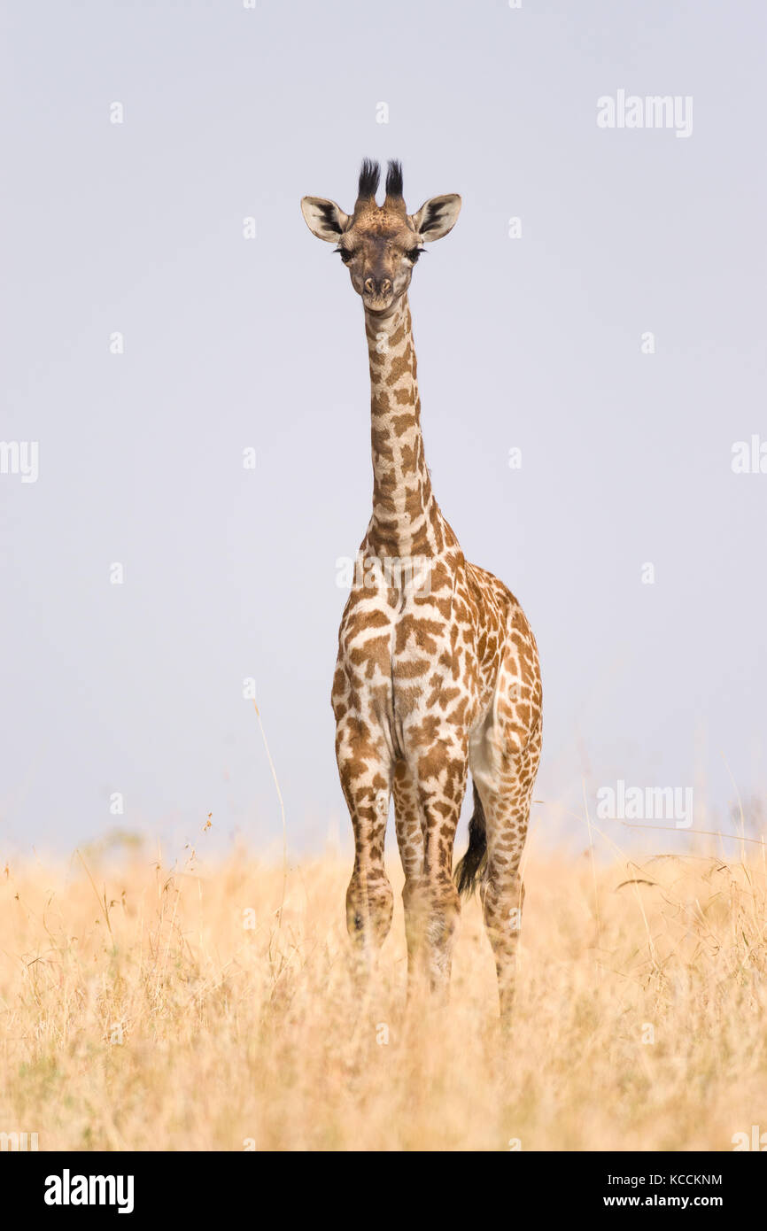 Masai Giraffe Hi res Stock Photography And Images Alamy Masai Giraffe Hi res Stock Photography And Images Alamy