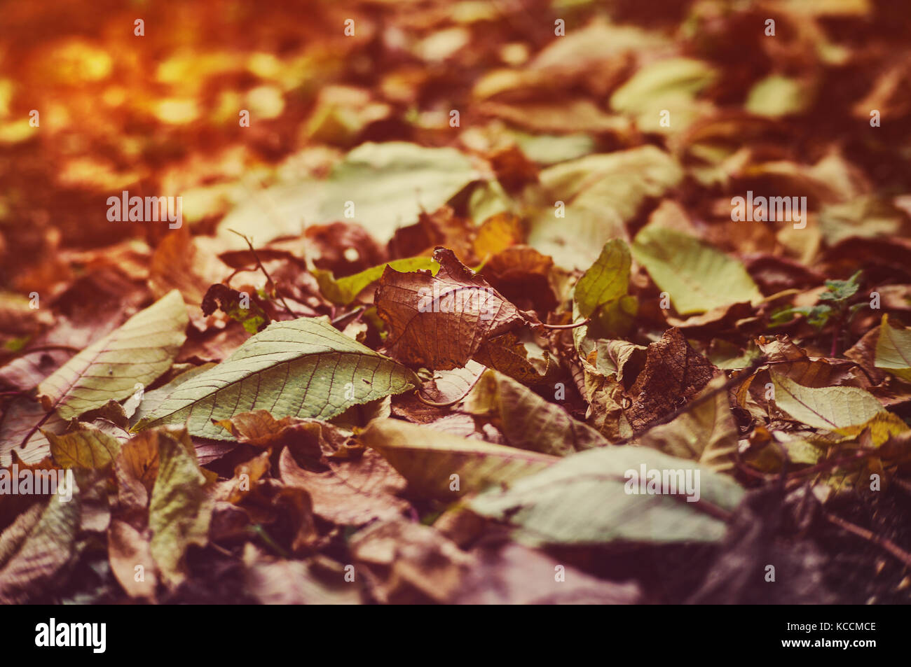 fallen autumn leaves on grass in sunny morning light, toned photo Stock ...