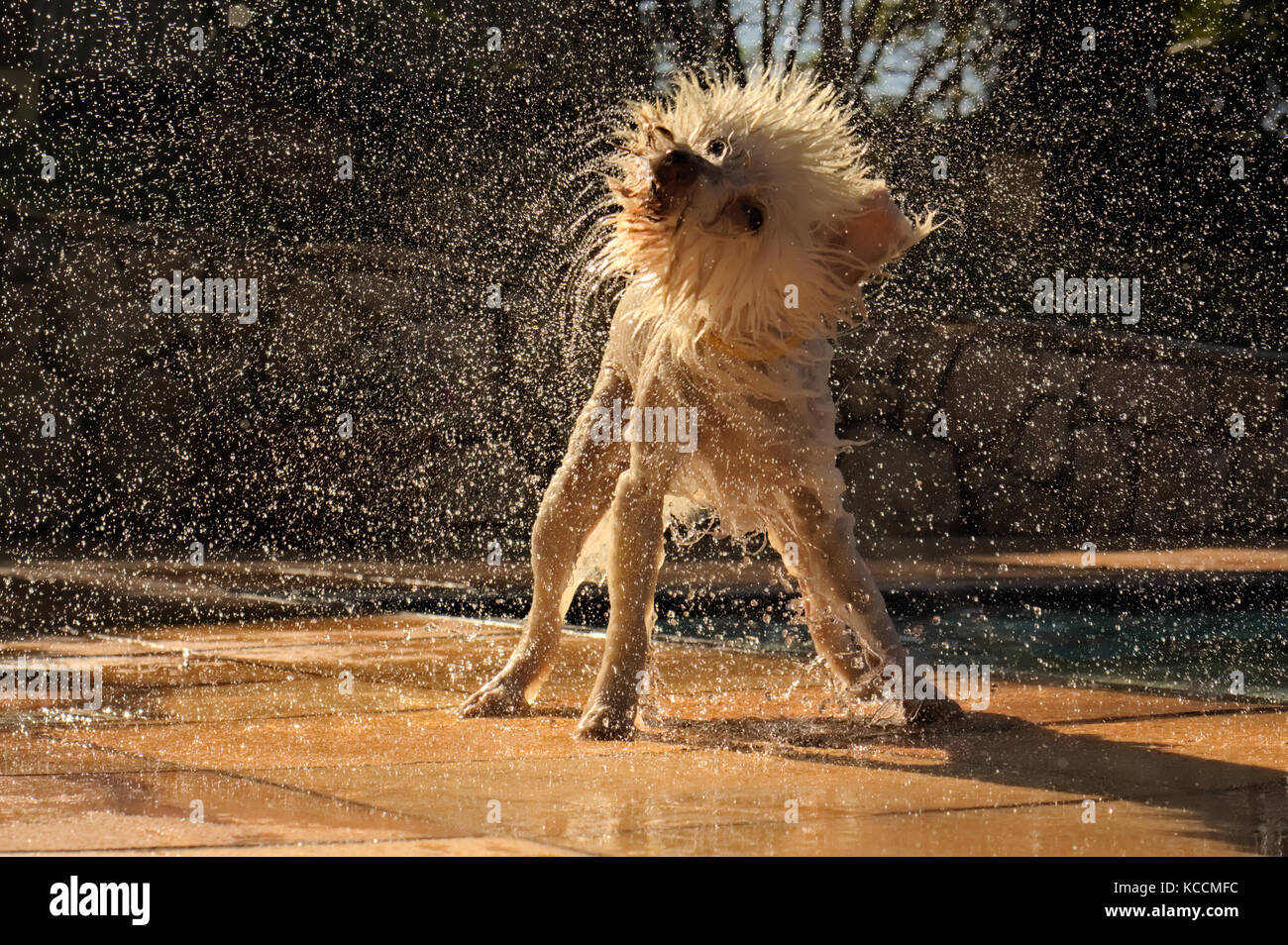 Dog shaking cheap water off