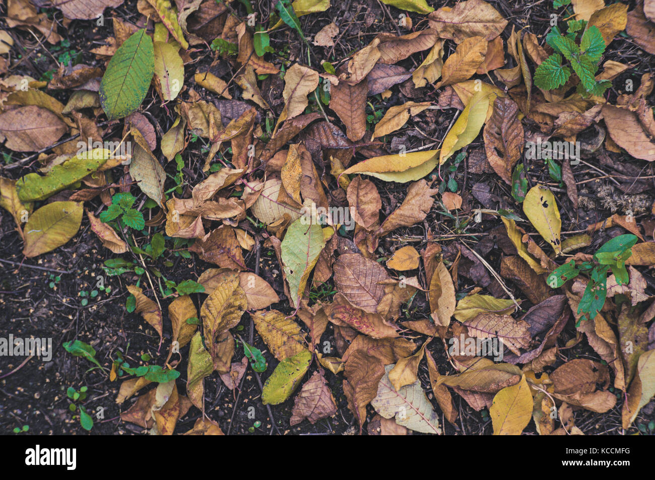 fallen autumn leaves on grass in sunny morning light, toned photo Stock ...