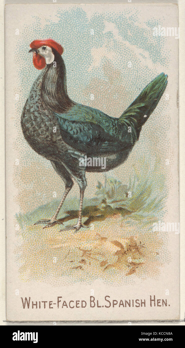 White-Faced Black Spanish Hen, from the Prize and Game Chickens series (N20) for Allen & Ginter Cigarettes, 1891 Stock Photo