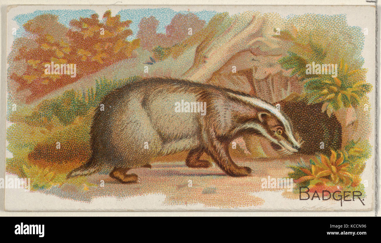 Badger, from the Quadrupeds series (N21) for Allen & Ginter Cigarettes, 1890 Stock Photo