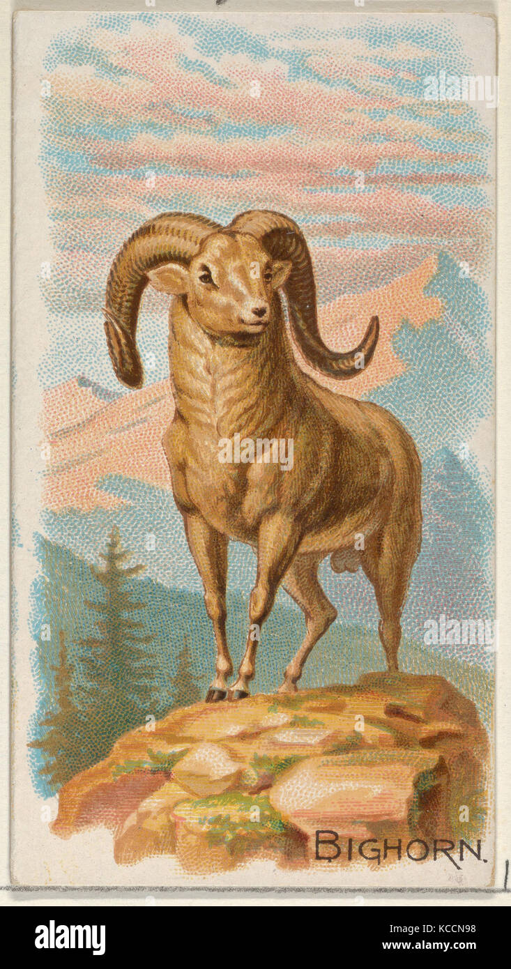 Bighorn, from the Quadrupeds series (N21) for Allen & Ginter Cigarettes, 1890 Stock Photo