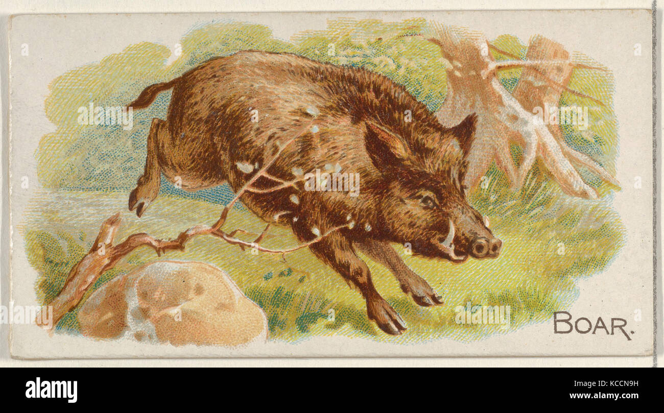 Boar, from the Quadrupeds series (N21) for Allen & Ginter Cigarettes, 1890 Stock Photo