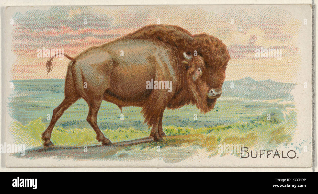 Buffalo, from the Quadrupeds series (N21) for Allen & Ginter Cigarettes, 1890 Stock Photo