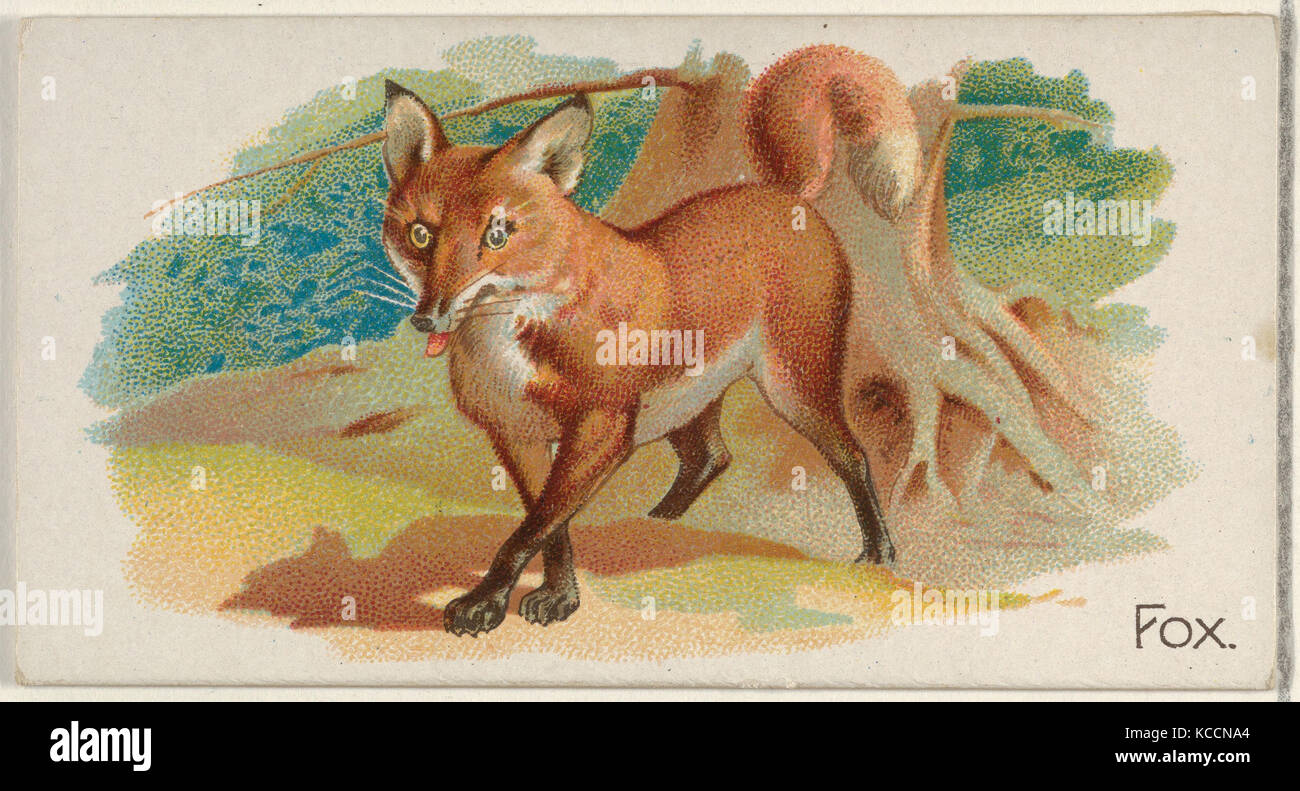 Fox, from the Quadrupeds series (N21) for Allen & Ginter Cigarettes, 1890 Stock Photo