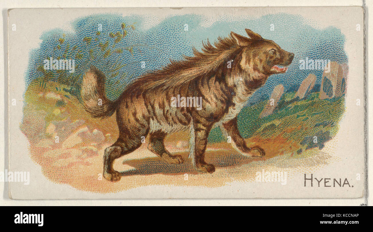 Hyena, from the Quadrupeds series (N21) for Allen & Ginter Cigarettes, 1890 Stock Photo