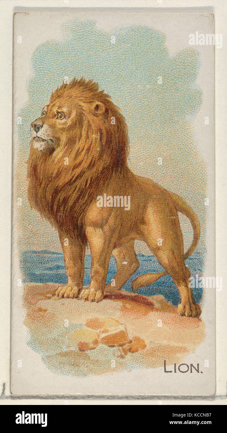 Lion, from the Quadrupeds series (N21) for Allen & Ginter Cigarettes, 1890 Stock Photo