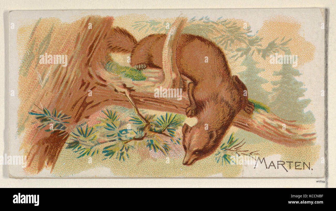 Marten, from the Quadrupeds series (N21) for Allen & Ginter Cigarettes, 1890 Stock Photo