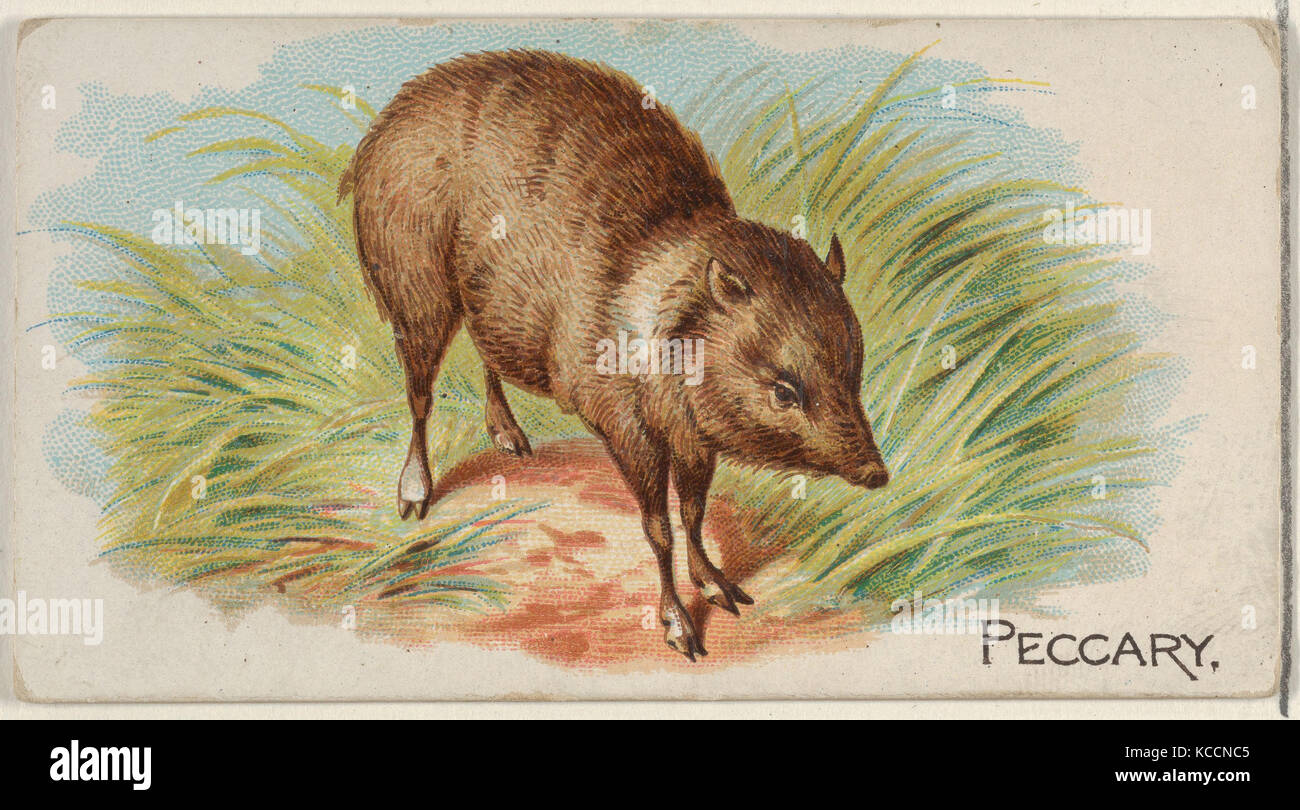 Peccary, from the Quadrupeds series (N21) for Allen & Ginter Cigarettes, 1890 Stock Photo