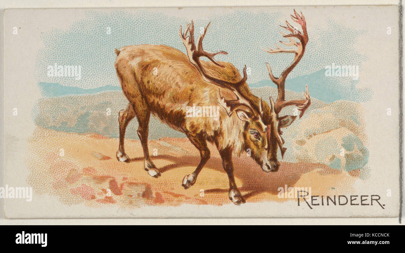 Reindeer, from the Quadrupeds series (N21) for Allen & Ginter Cigarettes, 1890 Stock Photo