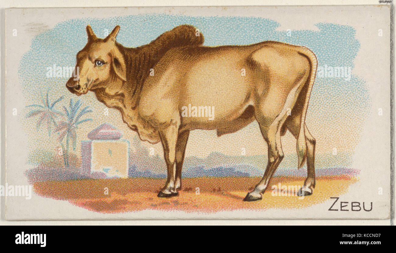 Zebu, from the Quadrupeds series (N21) for Allen & Ginter Cigarettes, 1890 Stock Photo