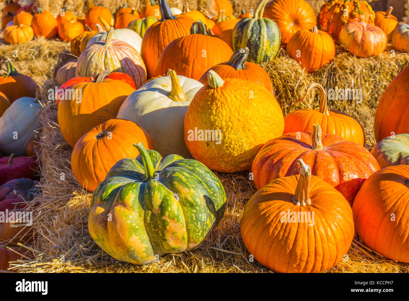 Variety Of Halloween Pumpkins, Squash & Melons On Hay Bales Stock Photo