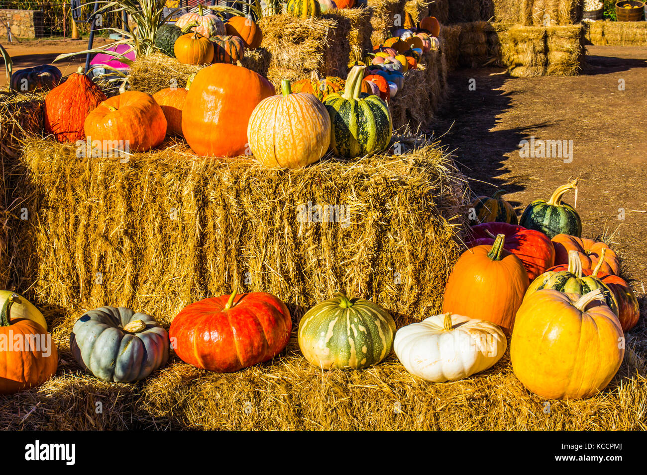 Assortment Of Halloween Pumpkins, Squash & Melons Displayed On Hay