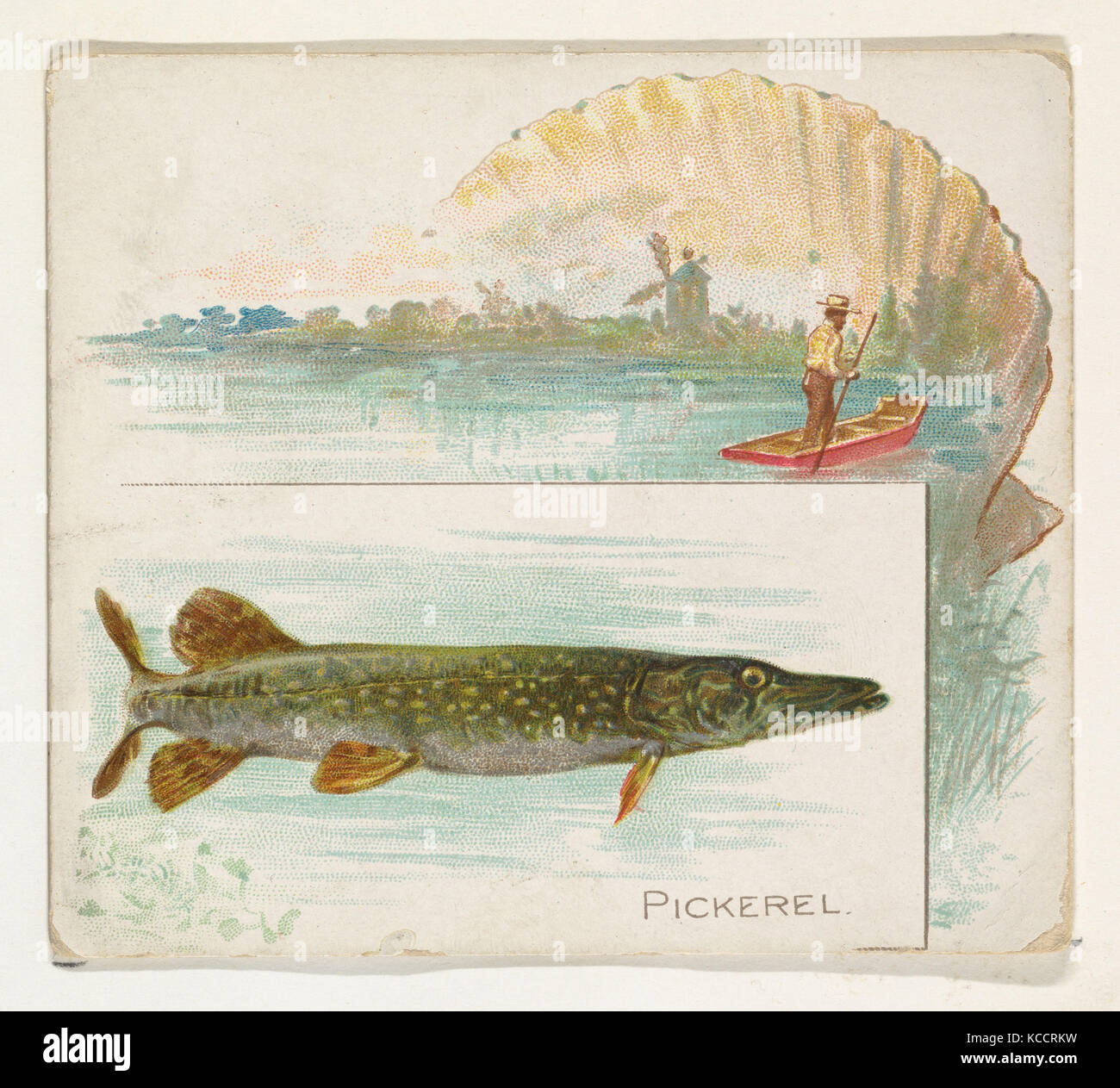 Pickerall Fish Pickerel, from Fish from American Waters series (N39) for Allen ...
