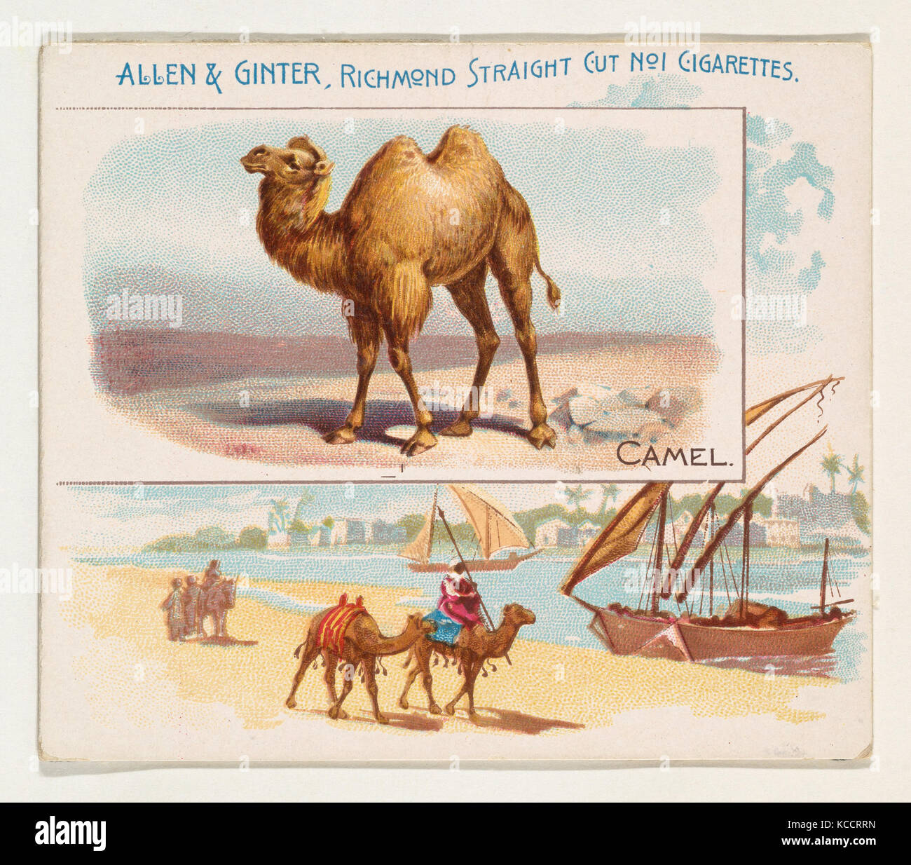 Lithograph camel hi-res stock photography and images - Alamy