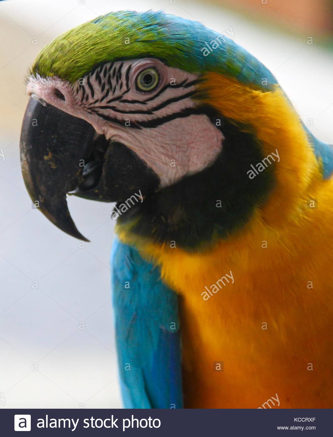 Guacamaya Stock Photos & Guacamaya Stock Images Alamy