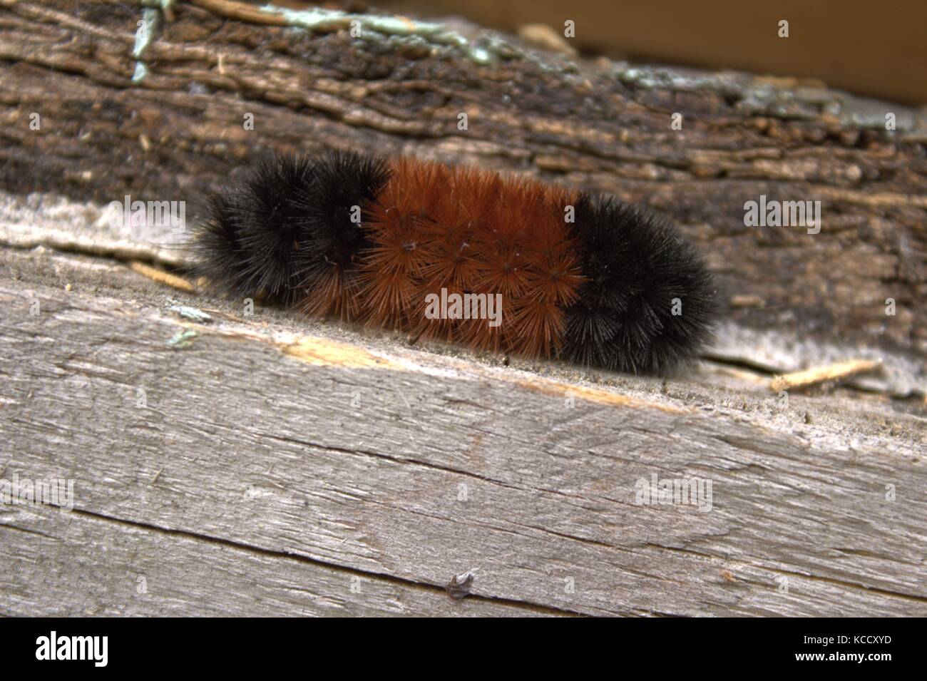 Woolly Worm; Winter Weather Predictor,  On Wood In Autumn Stock Photo