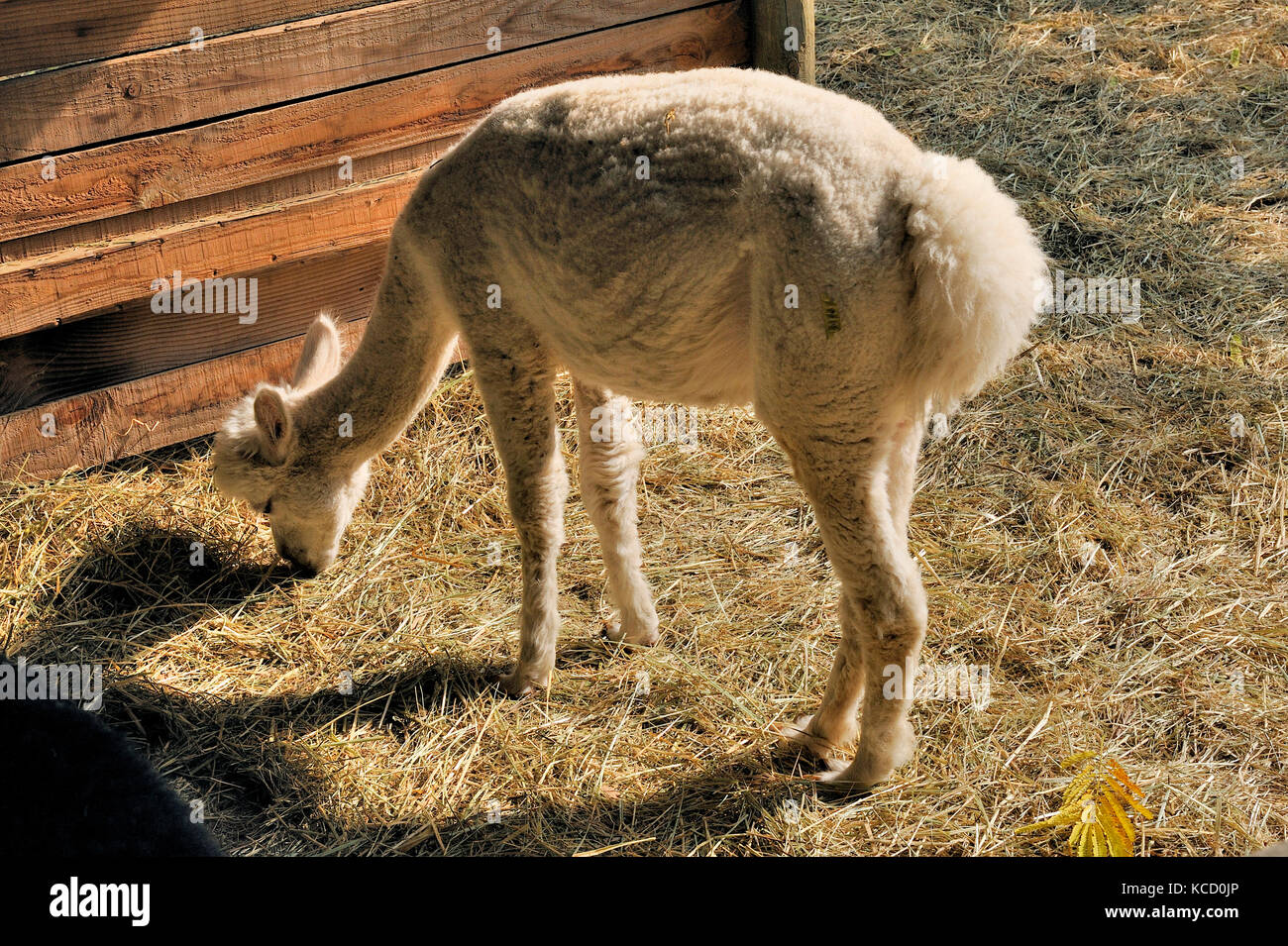 A domestic alpaca in a corner of his barn Stock Photo - Alamy
