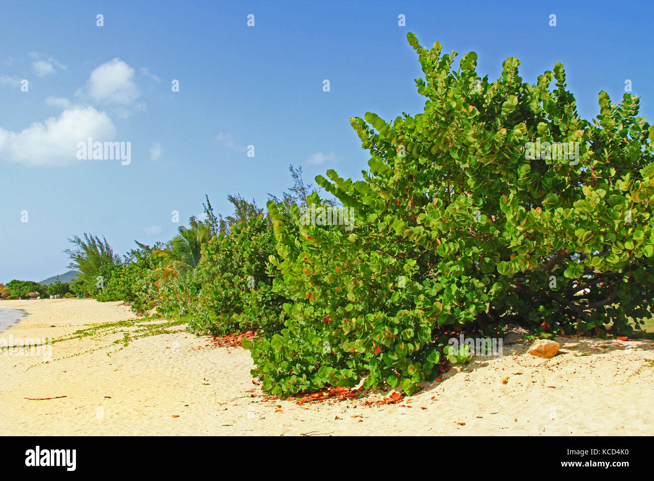Sea Grape Trees Along an Antigua Beach Stock Photo