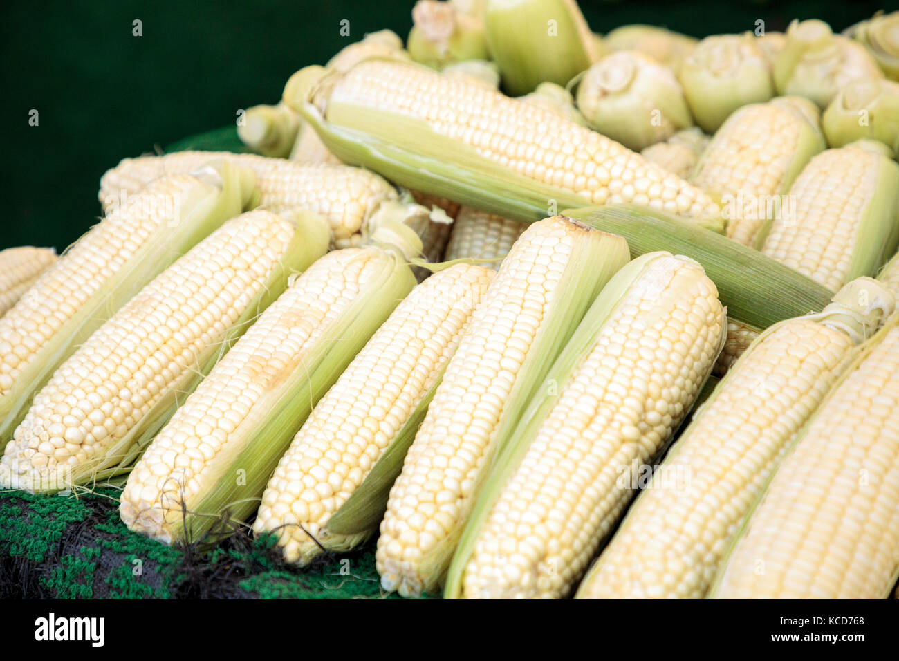 Yellow sweet corn ears shucked and displayed on a table at a local farmers market Stock Photo