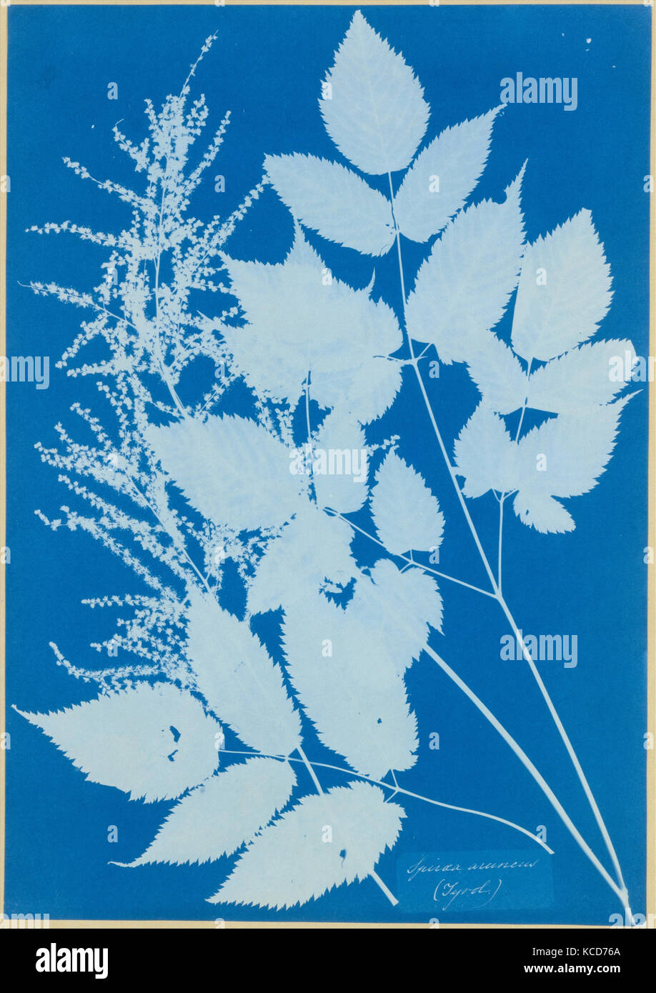 Spiraea aruncus (Tyrol), 1851–54, Cyanotype, Image: 35.1 x 24.6 cm (13 13/16 x 9 11/16 in.), Photographs, Anna Atkins (British Stock Photo