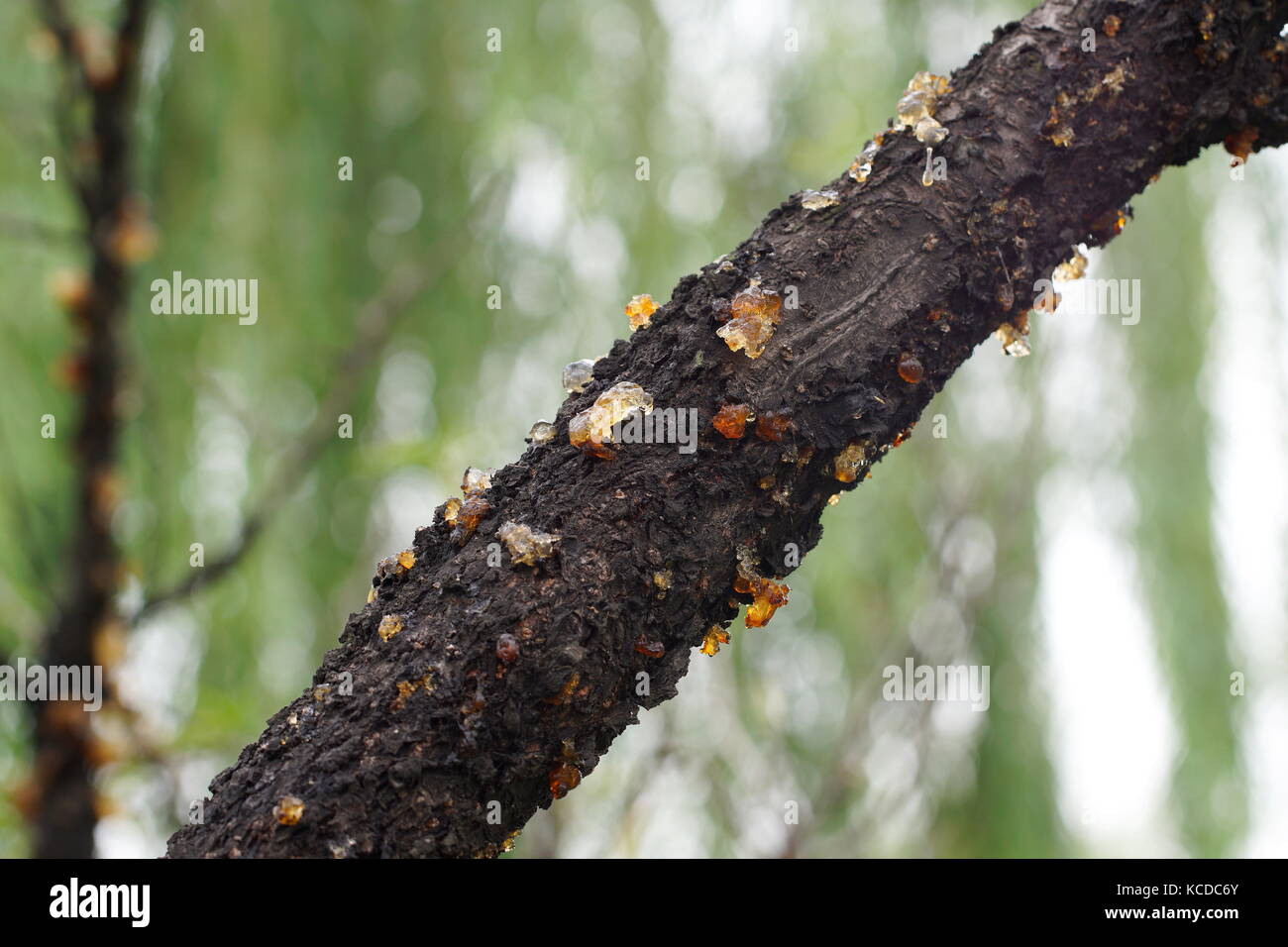 Natural resin secreted from the peach tree, forming amber-like crystals on the tree.  Known as peach gum, it is believed to have medical benefits. Stock Photo