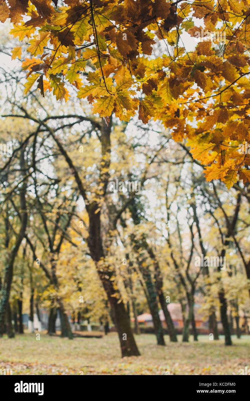 Autumn in the park Stock Photo - Alamy